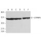 GTPBP9 Antibody (F-7) - Western Blotting - Image 379576 