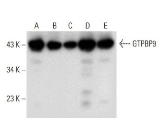 GTPBP9 Antibody (G-6) - Western Blotting - Image 299308 
