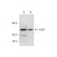 GUF1 Antibody (B-7) - Western Blotting - Image 324817