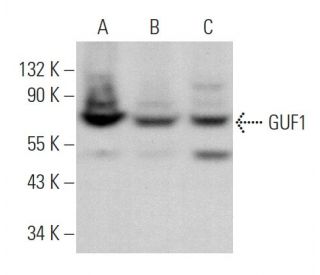 GUF1 Antibody (B-7) - Western Blotting - Image 369898 