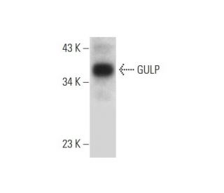 GULP Antibody (E-4) - Western Blotting - Image 318370 