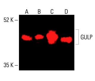 GULP Antibody (E-4) - Western Blotting - Image 416155 