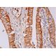 GW182 Antibody (2D6) - Immunohistochemistry - Image 293280