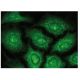 GW182 Antibody (A-6) - Immunofluorescence - Image 150377 