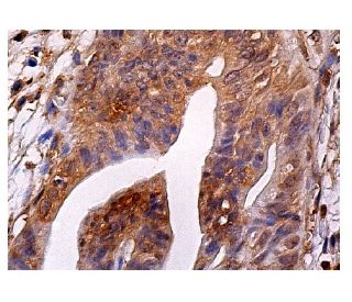 GW182 Antibody (A-6) - Immunohistochemistry - Image 159126 