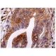 GW182 Antibody (A-6) - Immunohistochemistry - Image 159126 