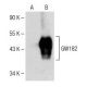 GW182 Antibody (A-6) - Western Blotting - Image 150658