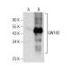 GW182 Antibody (A-8) - Western Blotting - Image 260702