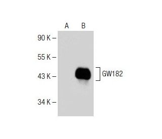 GW182 Antibody (G-10) - Western Blotting - Image 150656