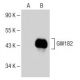 GW182 Antibody (G-10) - Western Blotting - Image 150656