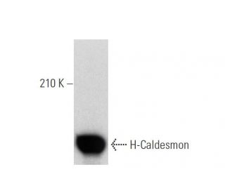 H-Caldesmon Antibody (h-CALD) - Western Blotting - Image 137021 