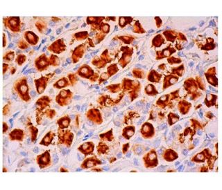 H<sup>+</sup>/K<sup>+</sup> ATPase &beta; Antibody (H-7) - Immunohistochemistry - Image 313920 