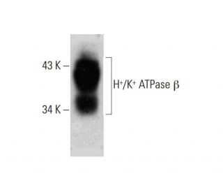 H<sup>+</sup>/K<sup>+</sup> ATPase &beta; Antibody (B-5) - Western Blotting - Image 384499 