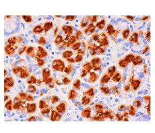 H<sup>+</sup>/K<sup>+</sup> ATPase &beta; Antibody (C-4) - Immunohistochemistry - Image 313304 