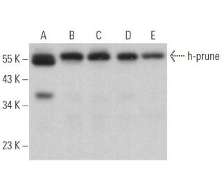 h-prune Antibody (F-5) - Western Blotting - Image 368383 