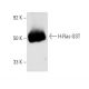 H-Ras Antibody (238) - Western Blotting - Image 4198