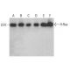 western blotting image from recommended H-Ras (259) monoclonal antibody replacement. Image 352077