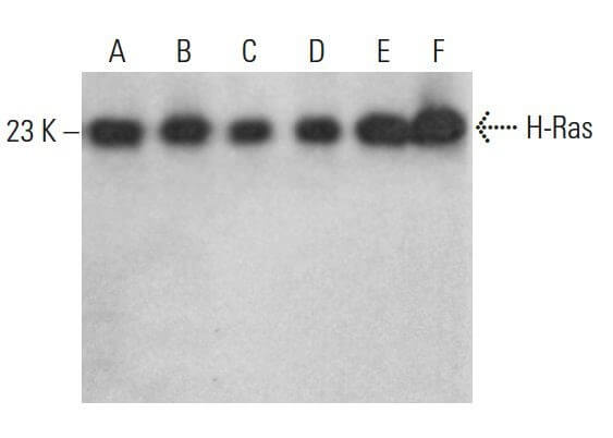 H-Ras Antibody (C-20) | SCBT - Santa Cruz Biotechnology