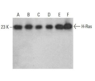 western blotting image from recommended H-Ras (259) monoclonal antibody replacement. Image 352077