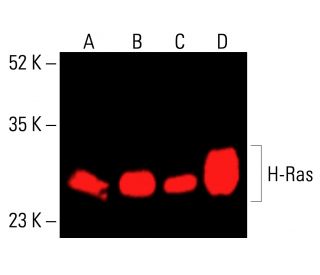 H-Ras Antibody (M90) - Western Blotting - Image 415816 