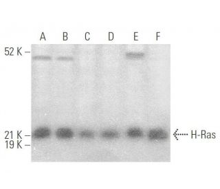 H-Ras Antibody (M3) - Western Blotting - Image 351327