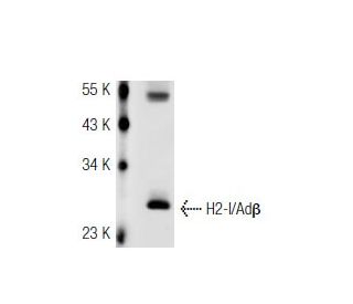 H2-I/Ad&beta; Antibody (5K43) - Western Blotting - Image 43003