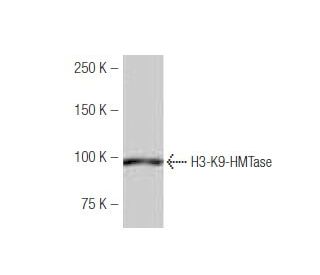 H3-K9-HMTase Antibody (LD87) - Western Blotting - Image 53975