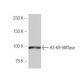 H3-K9-HMTase Antibody (LD87) - Western Blotting - Image 53975