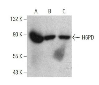 western blotting image from recommended H6PD (C-10) monoclonal antibody replacement. Image 359525