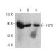 western blotting image from recommended H6PD (C-10) monoclonal antibody replacement. Image 359525