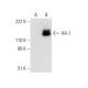 HA-1 Antibody (C-1) - Western Blotting - Image 296914