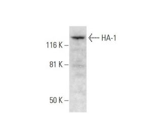 HA-1 Antibody (C-1) - Western Blotting - Image 297841 