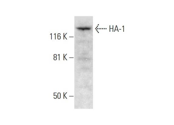 HA 1 Antibody C 1 SCBT Santa Cruz Biotechnology