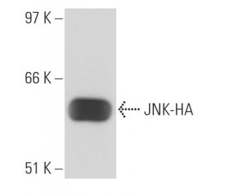 HA-Tag Antibody (12CA5) - Western Blotting - Image 17111 