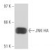 HA-Tag Antibody (12CA5) - Western Blotting - Image 17111 