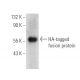 HA-Tag Antibody (12CA5) - Western Blotting - Image 374606