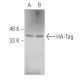 HA-Tag Antibody (4C12) - Western Blotting - Image 38337