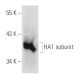 HA-Tag Antibody (4C12) - Western Blotting - Image 58051 