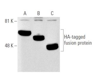 western blotting image from recommended HA-Tag (F-7) monoclonal antibody replacement. Image 5591