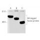 western blotting image from recommended HA-Tag (F-7) monoclonal antibody replacement. Image 5591