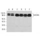 western blotting image from recommended HADHA (E-8) monoclonal antibody replacement. Image 381781