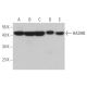 western blotting image from recommended HADHB (E-1) monoclonal antibody replacement. Image 372567