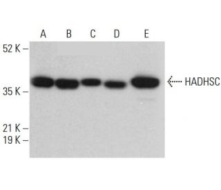 HADHSC Antibody (A-5) - Western Blotting - Image 376596 