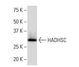 HADHSC Antibody (LB-7) - Western Blotting - Image 33844 