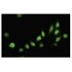 HAH1 Antibody (22-B) - Immunofluorescence - Image 35596