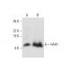 HAH1 Antibody (D-9) - Western Blotting - Image 308330 
