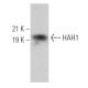 HAH1 Antibody (D-9) - Western Blotting - Image 365198