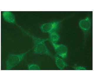HAI-1 Antibody (C-4) - Immunofluorescence - Image 114084 