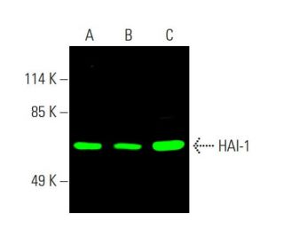 HAI-1 Antibody (H-1) - Western Blotting - Image 386978 
