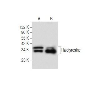 Halotyrosine Antibody (BTK-94C) - Western Blotting - Image 282252